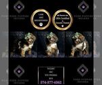 Small #1 Poodle (Miniature)