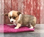 Small Photo #1 Pembroke Welsh Corgi Puppy For Sale in HAVEN, KS, USA