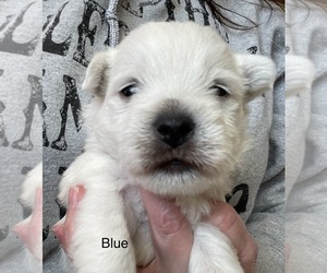 West Highland White Terrier Puppy for sale in MERIDIAN, ID, USA