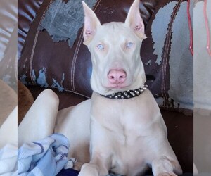 Mother of the Doberman Pinscher puppies born on 04/20/2023