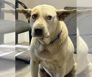 Labrador Retriever-Unknown Mix Dogs for adoption in Redlands, CA, USA