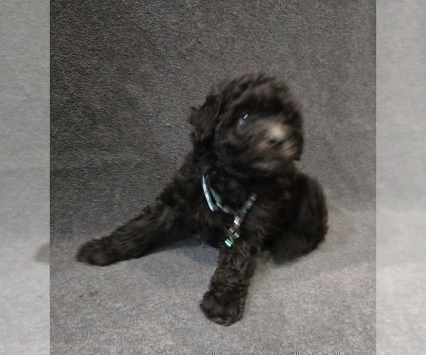 Medium Photo #1 Whoodle (Miniature) Puppy For Sale in KATY, TX, USA