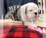 Small Photo #10 English Bulldog Puppy For Sale in PEACHLAND, NC, USA