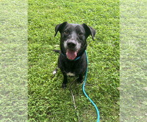 Mutt Dogs for adoption in Rockaway, NJ, USA