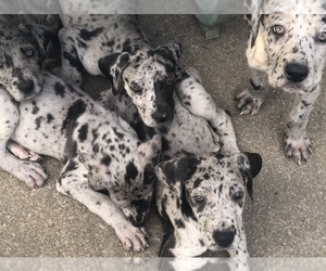 Great Dane Puppy for sale in GATES, NY, USA