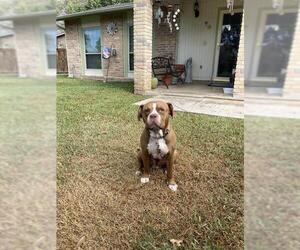 American Staffordshire Terrier-Unknown Mix Dogs for adoption in San Antonio, TX, USA