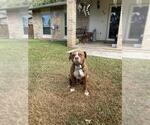 Small American Staffordshire Terrier Mix