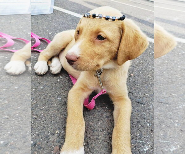Medium Photo #1 Mutt Puppy For Sale in Duluth, MN, USA
