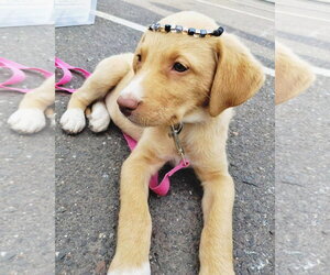 Mutt Dogs for adoption in Duluth, MN, USA
