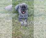 Carlos - Male Schnauzer (Giant) Puppy for Sale - Photo #12