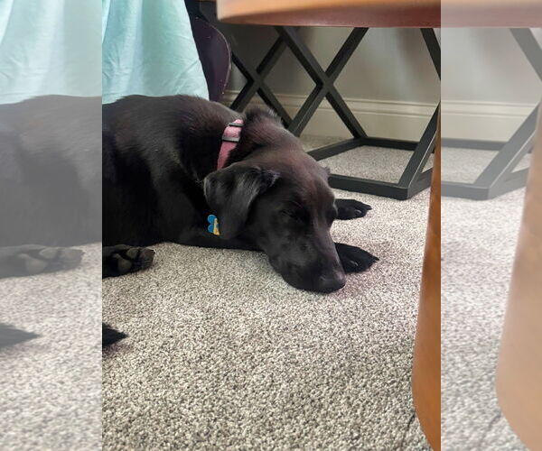 Medium Photo #2 Labbe Puppy For Sale in Minneapolis, MN, USA