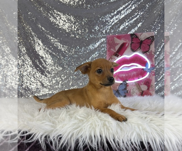 Medium Photo #3 Rat-Cha Puppy For Sale in INDIANAPOLIS, IN, USA