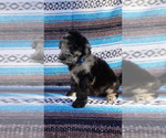 Small Photo #2 Labradoodle Puppy For Sale in CORPUS CHRISTI, TX, USA