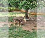 Small #7 German Shepherd Dog