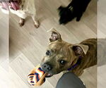 Small #2 American Staffordshire Terrier-French Bulldog Mix