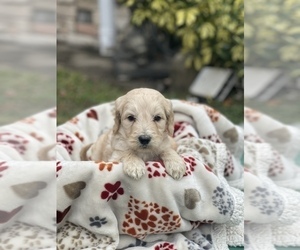 Goldendoodle Puppy for sale in TAMPA, FL, USA