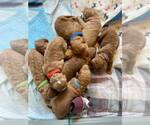 Small Photo #33 Goldendoodle Puppy For Sale in NORTH SCITUATE, RI, USA