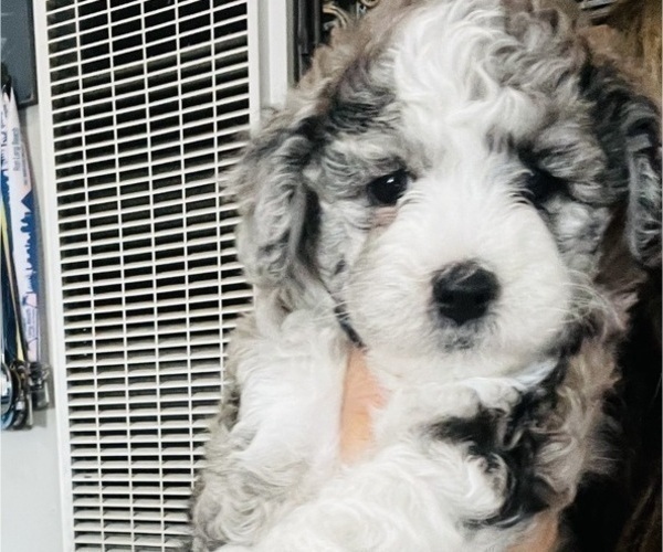 Medium Photo #95 Sheepadoodle Puppy For Sale in HUNTINGTON BEACH, CA, USA