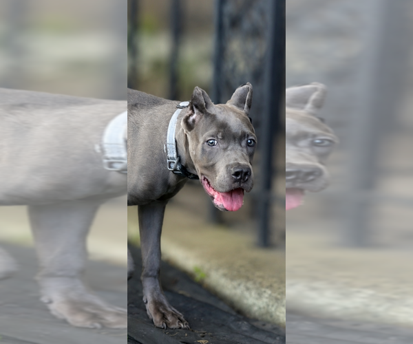 Medium Photo #32 Cane Corso Puppy For Sale in ANDERSON, IN, USA