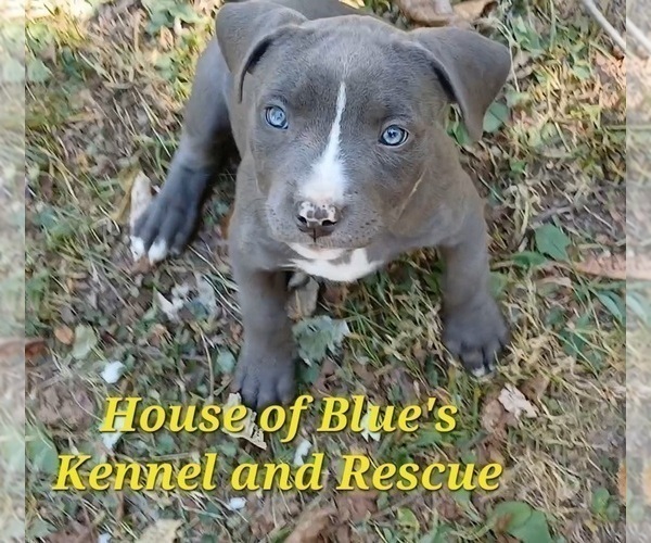 Medium Photo #2 American Pit Bull Terrier Puppy For Sale in DELAWARE, OH, USA