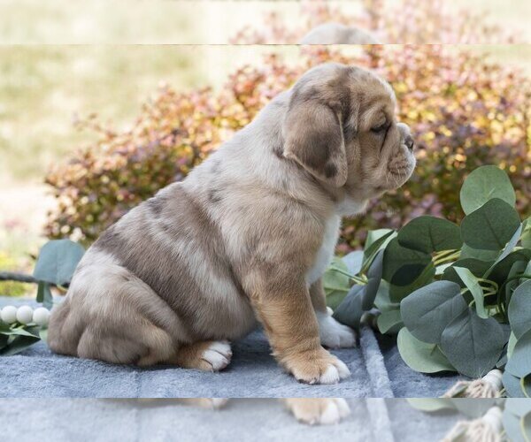 Medium Photo #3 Beabull Puppy For Sale in MILLERSBURG, OH, USA