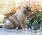 Small Photo #4 Beabull Puppy For Sale in MILLERSBURG, OH, USA