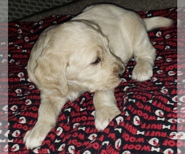 Medium Photo #6 Labradoodle Puppy For Sale in ADRIAN, MO, USA