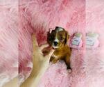 Small #4 Cavapoo (Toy)