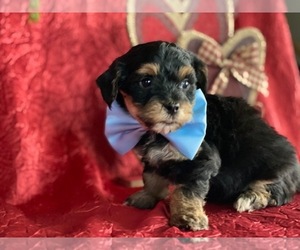 YorkiePoo Puppy for sale in LANCASTER, PA, USA
