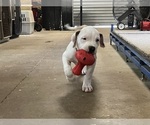 Small American Bulldog