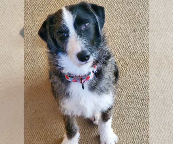 Medium Photo #2 Mutt Puppy For Sale in Brooklyn Center, MN, USA