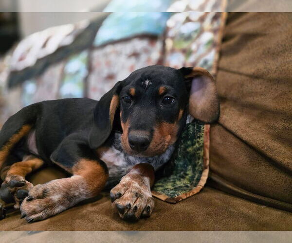 Medium Photo #4 Miniature Pinscher-Unknown Mix Puppy For Sale in New London, WI, USA