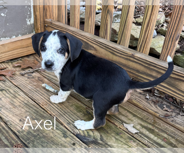 Medium Photo #3 Beagle Puppy For Sale in Parker Ford, PA, USA