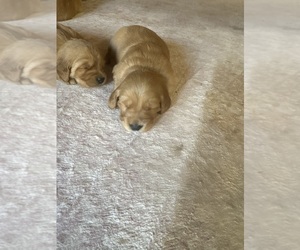 Golden Retriever Puppy for sale in GARDEN VALLEY, CA, USA