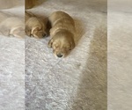 Image preview for Ad Listing. Nickname: Molly