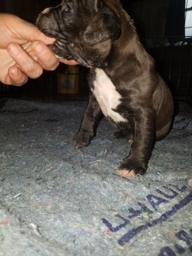 Medium Photo #7 American Pit Bull Terrier Puppy For Sale in GRIFFIN, GA, USA