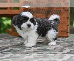 Small #4 Shih Tzu