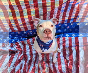 American Bulldog-Unknown Mix Dogs for adoption in Calhoun, GA, USA