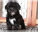 Small YorkiePoo