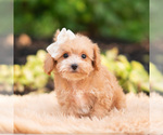 Small Photo #77 Maltipoo (Miniature) Puppy For Sale in WARSAW, IN, USA
