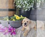 Small #7 Labrador Retriever