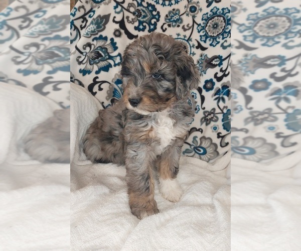 Medium Photo #2 Aussiedoodle Puppy For Sale in LEWISBURG, KY, USA