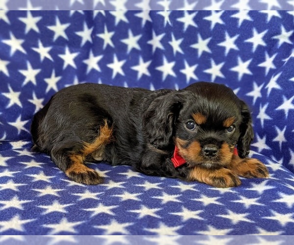 Medium Photo #2 Cavalier King Charles Spaniel Puppy For Sale in NOTTINGHAM, PA, USA
