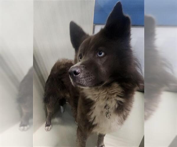 Medium Photo #1 Siberian Husky-Unknown Mix Puppy For Sale in Bakersfield, CA, USA