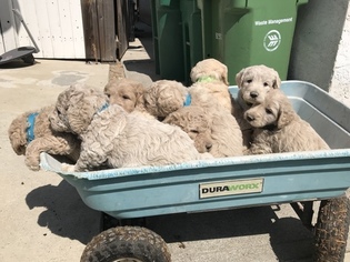 Goldendoodle Puppy for sale in STOCKTON, CA, USA