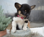 Small Photo #2 Pembroke Welsh Corgi Puppy For Sale in HONEY BROOK, PA, USA