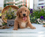 Small Photo #18 Goldendoodle Puppy For Sale in KIRKWOOD, PA, USA