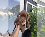 Small Photo #15 Labrador Retriever Puppy For Sale in DAVENPORT, FL, USA