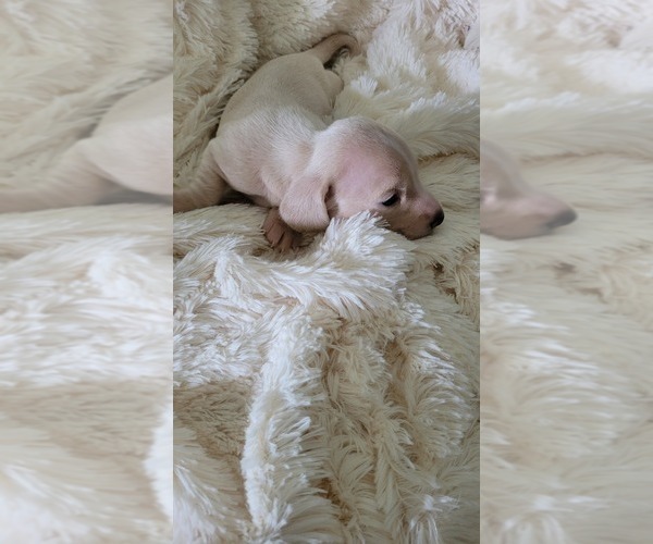 Medium Photo #3 Dachshund Puppy For Sale in SALISBURY, NC, USA