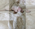 Small #2 Dachshund